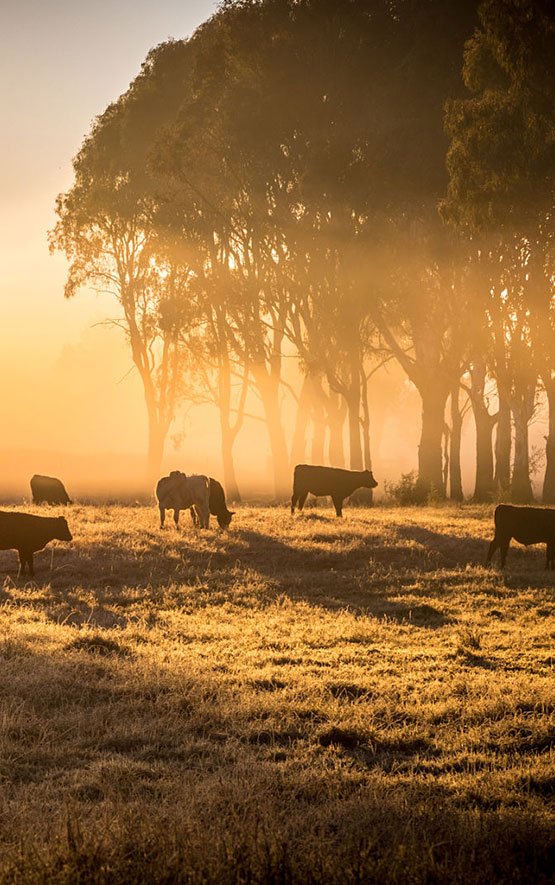  Çayırova Süt ve Süt Ürünleri